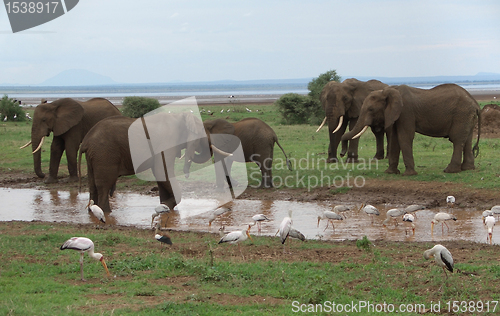 Image of savannah scenery with some Elephants in Africa