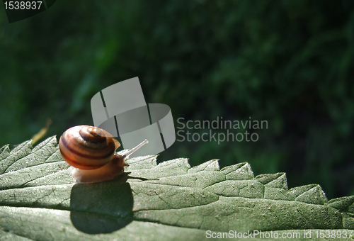 Image of Grove snail on sunny leaf