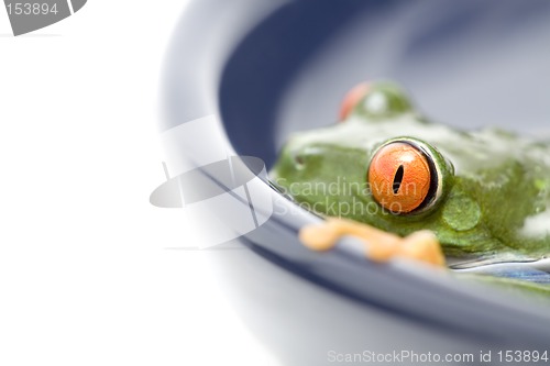 Image of ribbit