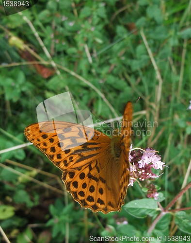 Image of Argynnis paphia butterfly in natural back