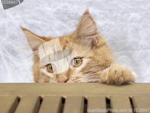 Image of Maine Coon kitten