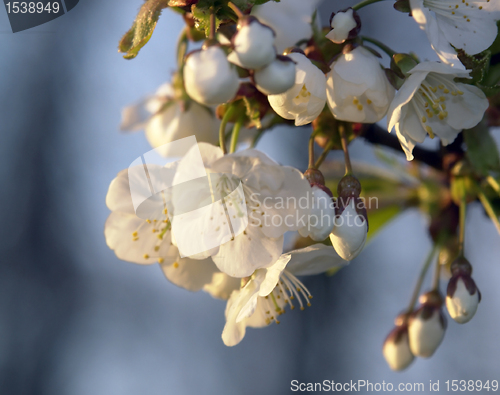 Image of apple blossoms and evening light