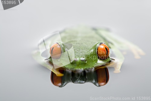 Image of frog in water