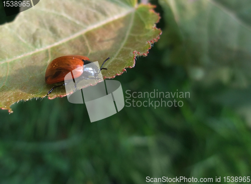 Image of Leaf beetle at summer time