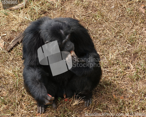 Image of chimpanzee sitting on brown grassy ground