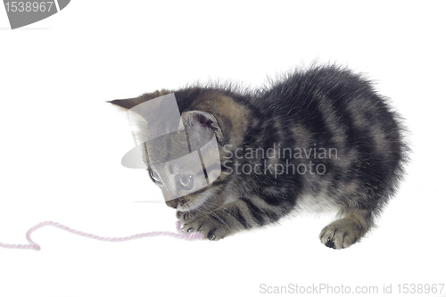 Image of kitten playing with woolen twine