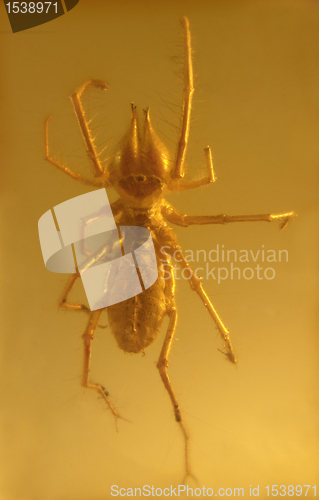 Image of fused camel spider