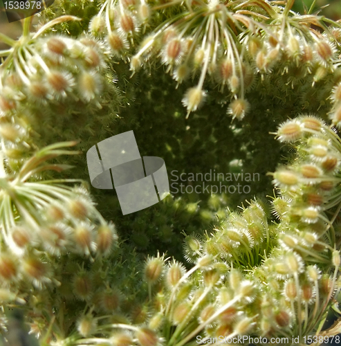 Image of abstract wild carrot detail