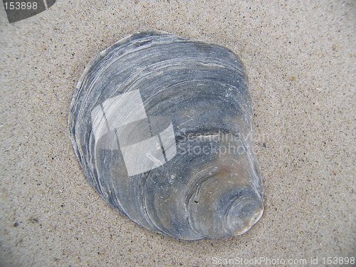 Image of sea shell on sand