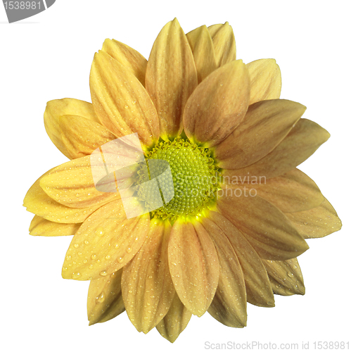 Image of isolated  yellow flower