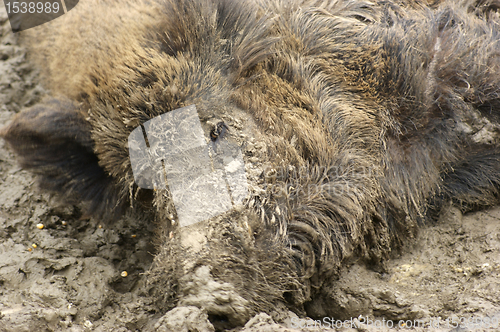 Image of wild boar in muddy ambiance