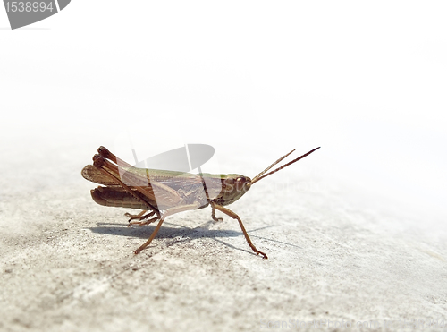 Image of small grasshopper