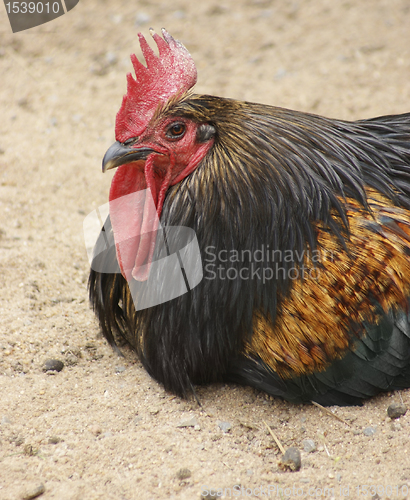 Image of colorful chicken portrait