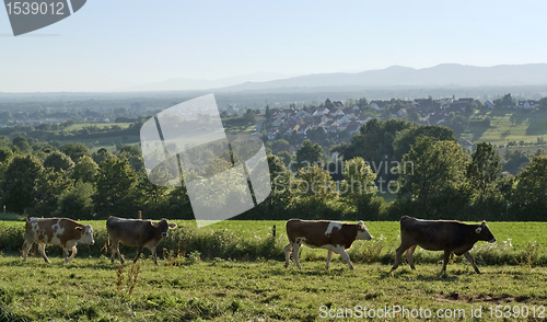 Image of sunny illuminated around Emmendingen