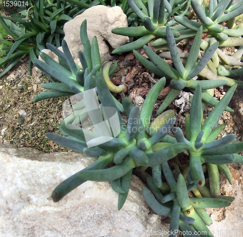 Image of succulent plant