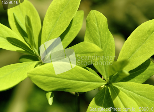 Image of fresh spring leaves