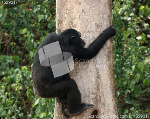 Image of climbing chimpanzee