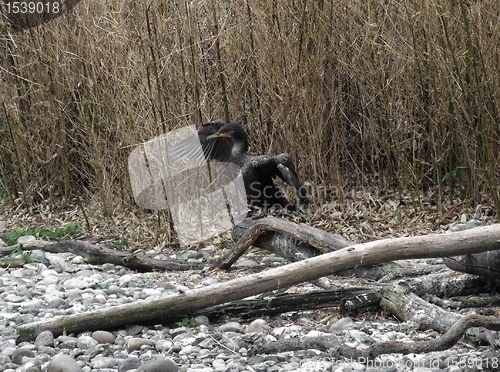 Image of Great Cormorant with spread wings