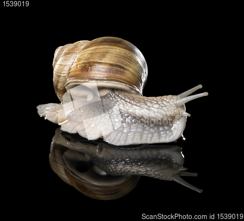 Image of Grapevine snail on black