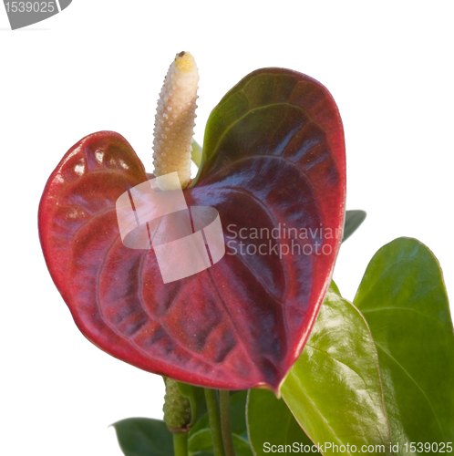 Image of red Flamingo Flower in white back