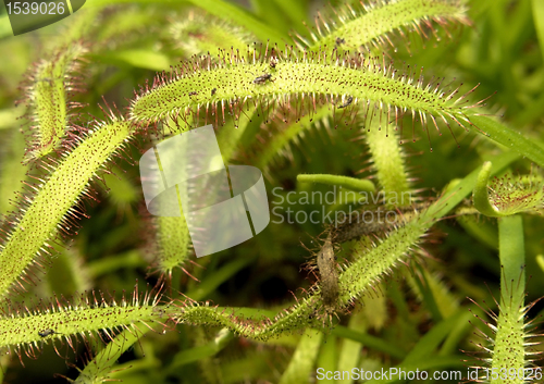 Image of sundew plant detail