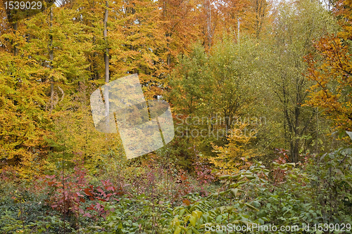 Image of colorful autumn foliage