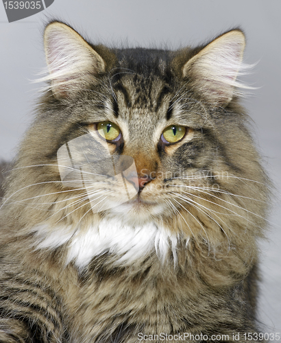 Image of Norwegian Forest Cat portrait