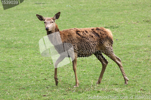 Image of Red Deer in green ambiance