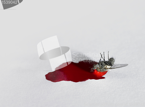 Image of distend dead of a fly