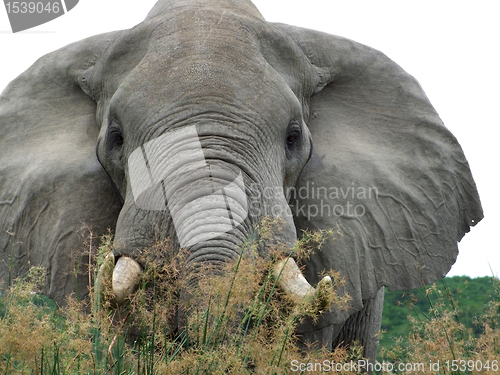 Image of Elephant in high grassy vegetation