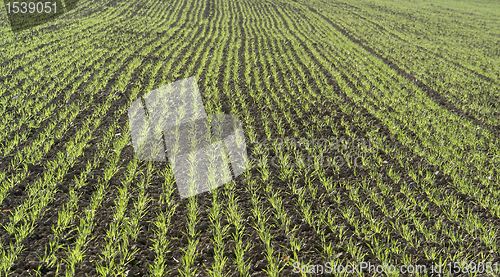 Image of seedling rows detail