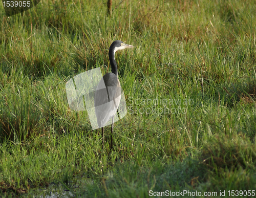 Image of grey Heron in grassy ambiance
