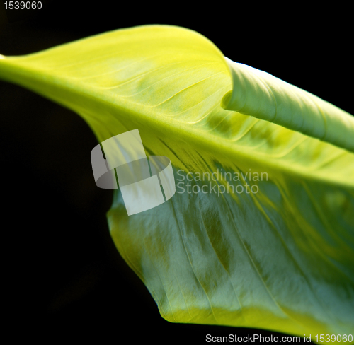 Image of abstract green leaf detail