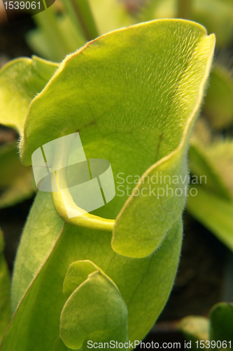 Image of carnivorous plant detail