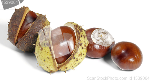 Image of horse chestnuts