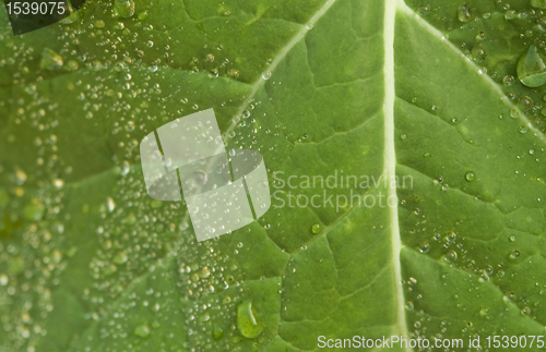 Image of wet leaf detail