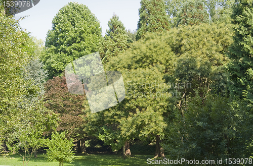 Image of various trees in the Liliental