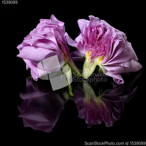 Image of halved pink rose