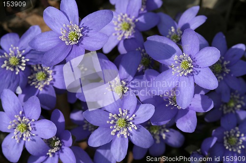 Image of Spring flowers