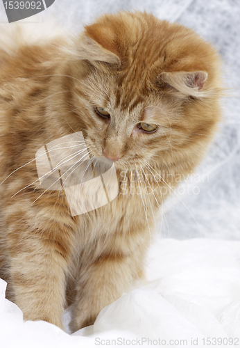 Image of Maine Coon kitten