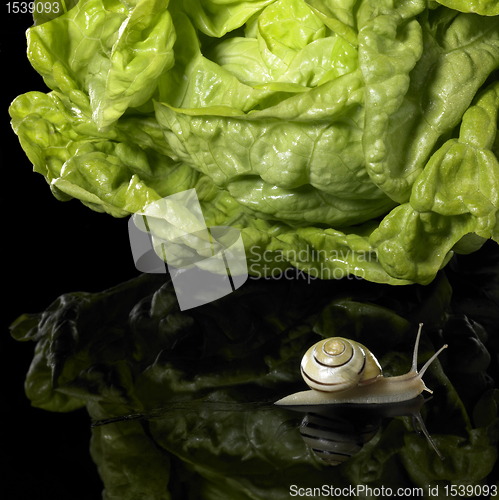 Image of yellow Grove snail and salad