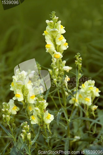 Image of yellow snapdragon flowers