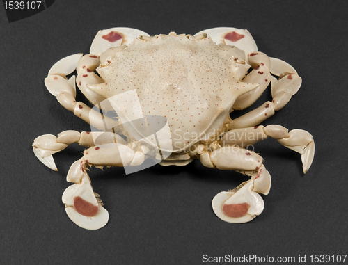 Image of moon crab isolated on black