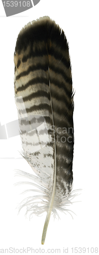 Image of raptorÂ´s feather