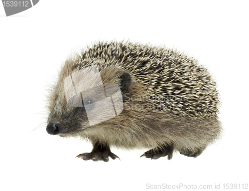 Image of young hedgehog in white back