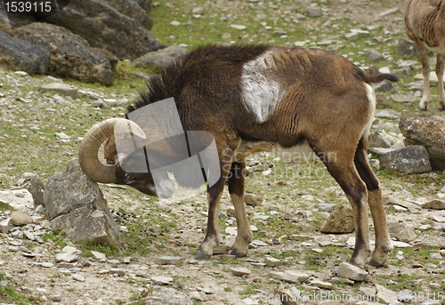 Image of mouflon rubbing at stone