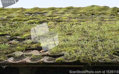 Image of overgrown roof