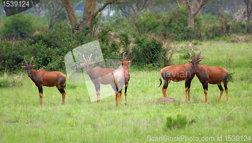Image of Common Tsessebe in Africa