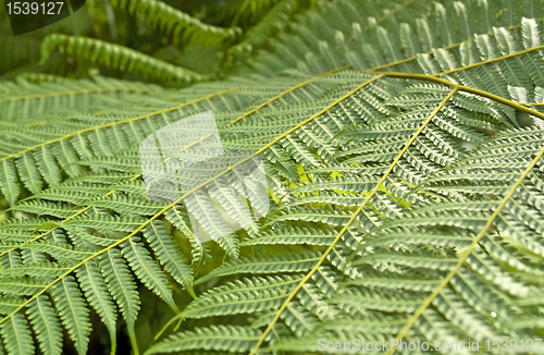 Image of abstract leaves background