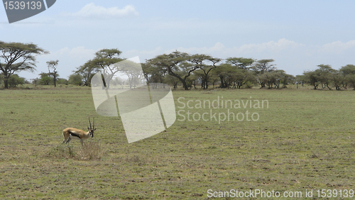 Image of Gazelle in the savannah